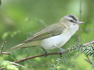 Red-eyed Vireo - 5/24/20, Skyline Dr. &copy; Bobby Brown