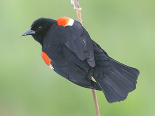 Red-winged Blackbird - 5/7/20, Mill St. &copy; Bobby Brown
