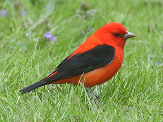 Scarlet Tanager - 5/12/20, Mill St. &copy; Bobby Brown