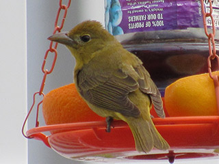 Summer Tanager - 5/14/20, Newberry &copy; Joe and Maria Ananea