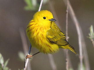 Yellow Warbler - 5/10/20, Rose Valley Lake &copy; Bobby Brown