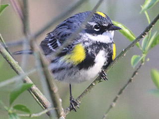 Yellow-rumped Warbler - 4/22/20, Mill St. &copy; Bobby Brown