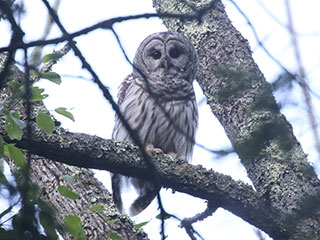 Barred Owl - 6/7/20, Lycoming Co. &copy; Bobby Brown