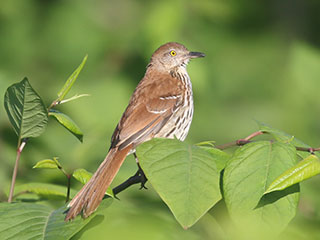 Brown Thrasher - 6/14/20, Mill St. &copy; Bobby Brown