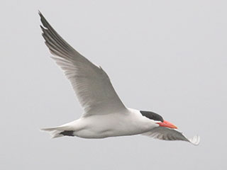 Caspian Tern - 6/27/20, Rose Valley Lake &copy; Bobby Brown