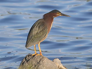 Green Heron - 6/13/20, Rose Valley Lake &copy; Bobby Brown