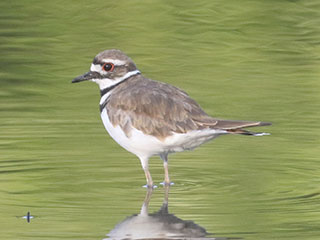 Killdeer - 7/26/20, Mill St. &copy; Bobby Brown