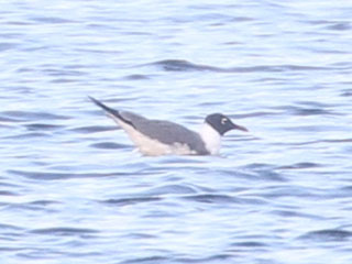 Laughing Gull - 6/11/20, Rose Valley Lake &copy; Bobby Brown