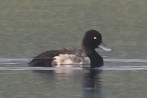 Lesser Scaup - 6/21/20, Rose Valley Lake &copy; Bobby Brown