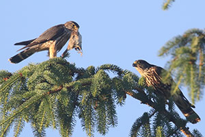 Merlins - 6/8/20, Montoursville &copy; Bobby Brown