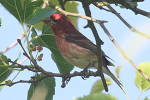 Purple Finch - 6/21/20, Rose Valley Lake &copy; Bobby Brown