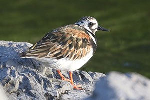 Ruddy Turnstone - 6/1/20, Rose Valley Lake &copy; Bobby Brown