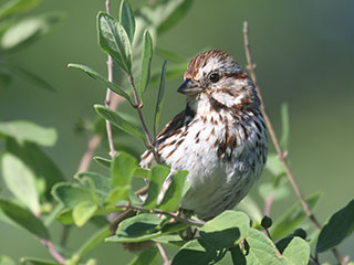 Song Sparrow - 6/13/20, Rose Valley Lake &copy; Bobby Brown