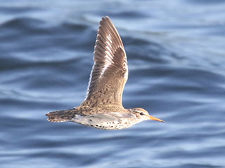 Spotted Sandpiper - 6/13/20, Rose Valley Lake &copy; Bobby Brown