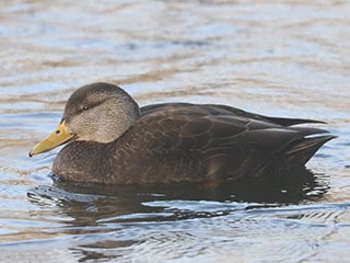 American Black Duck - 1/4/22, Indian Park © Bobby Brown