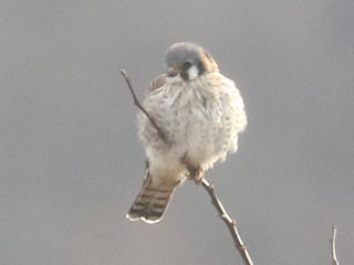 American Kestrel - 1/3/22, Robert Porter Allen Natural Area &copy; Bobby Brown