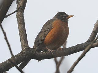 American Robin - 12/9/21, Robert Porter Allen Natural Area &copy; Bobby Brown