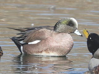 American Wigeon - 2/20/22, Indian Park &copy; Bobby Brown