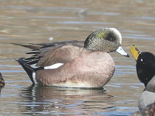 American Wigeon - 2/20/22, Indian Park © Bobby Brown