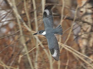 Belted Kingfisher - 2/27/22, Mill St. &copy; Bobby Brown