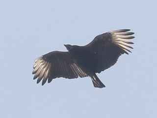 Black Vulture - 2/11/22, Robert Porter Allen Natural Area © Bobby Brown