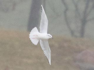 Bonaparte's Gull - 12/18/21, Lycoming County Landfill © Bobby Brown