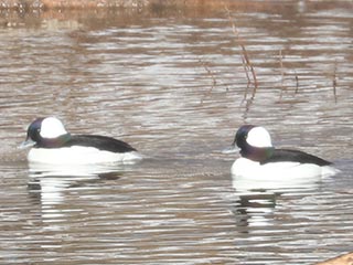 Buffleheads - 2/27/22, Mill St. &copy; Bobby Brown
