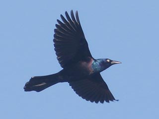 Common Grackle - 2/27/22, Mill St. &copy; Bobby Brown