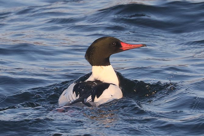 Common Merganser - 1/6/22, Rose Valley Lake &copy; Bobby Brown