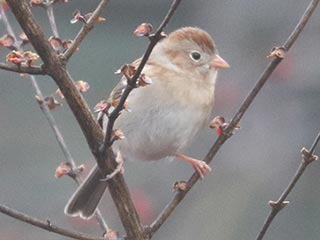 Field Sparrow - 12/31/21, Rose Valley Lake &copy; Bobby Brown