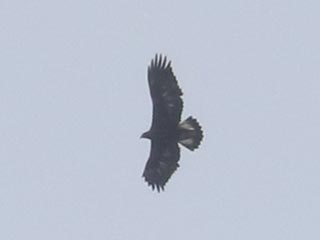 Golden Eagle - 2/27/22, Montoursville © Bobby Brown