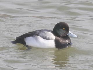 Greater Scaup - 2/7/22, Williamsport Dam &copy; Bobby Brown