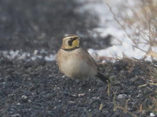 Horned Lark - 1/7/22, Nisbet &copy; Bobby Brown