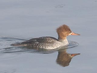 Hooded x Common Merganser (hybrid) - 1/30/22, Williamsport Dam &copy; Bobby Brown