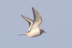 Killdeer - 1/6/22, Rose Valley Lake &copy; Bobby Brown