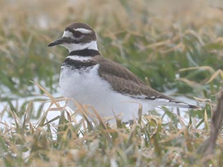 Killdeer - 2/26/22, Nisbet &copy; Bobby Brown