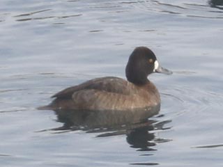Lesser Scaup - 1/30/22, Williamsport Dam &copy; Bobby Brown