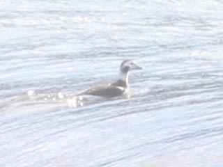 Long-tailed Duck - 1/18/22, Williamsport Dam © Bobby Brown