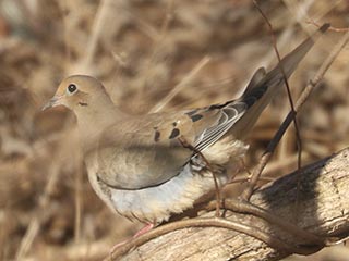 Mourning Dove - 1/4/22, Robert Porter Allen Natural Area &copy; Bobby Brown