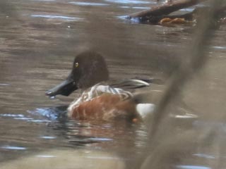 Northern Shoveler - 2/19/22, Hughesville &copy; Bobby Brown