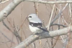 Northern Shrike - 2/12/22, Lime Bluff Recreation Center &copy; Bobby Brown