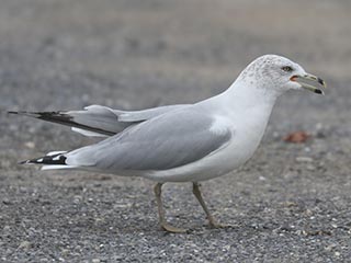 Ring-billed Gull - 1/3/22, Williamsport Dam &copy; Bobby Brown
