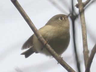 Ruby-crowned Kinglet - 1/6/22, Lycoming County Conservation Trail © Bobby Brown