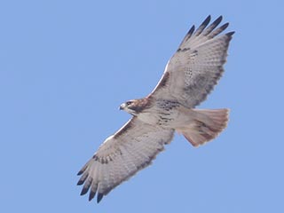 Red-tailed Hawk - 2/27/22, Mill St. &copy; Bobby Brown