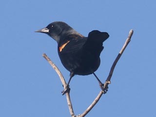 Red-winged Blackbird - 2/12/22, Lime Bluff Recreation Center &copy; Bobby Brown