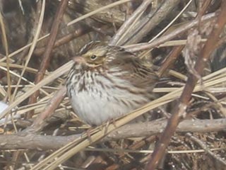 Savannah Sparrow - 1/29/22, Robert Porter Allen Natural Area &copy; Bobby Brown