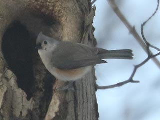 Tufted Titmouse - 1/30/22, Mill St. &copy; Bobby Brown