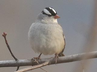 White-crowned Sparrow - 12/9/21, Robert Porter Allen Natural Area &copy; Bobby Brown