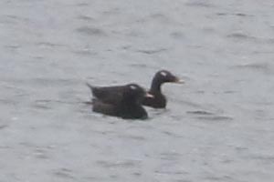White-winged Scoters - 1/3/22, Rose Valley Lake &copy; Bobby Brown
