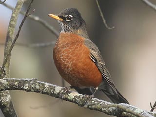 American Robin - 11/20/21, Rose Valley Lake &copy; Bobby Brown
